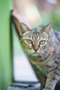 Close-up view of a watchful cat with beautiful eyes sitting down on the ground Royalty Free Stock Photo