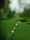 Close up view of a water drope on a leaf Royalty Free Stock Photo