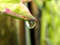 Water droplet falling off an Ivy leaf Geranium.