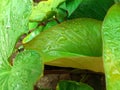 Close-up view of water drops wetting a leaf Royalty Free Stock Photo