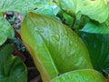 Close-up view of water drops wetting a leaf