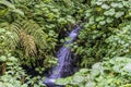 A close up view of a waterfall inside the cloud forest in Monteverde, Costa Rica