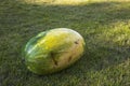 Close up view of watermelon on green grass isolated. Fruits and vegetables concept Royalty Free Stock Photo