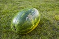 Close up view of watermelon isolated on green grass background. Healthy food concept. Royalty Free Stock Photo