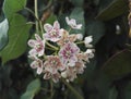 Close-up view of Wattakaka sinensis Royalty Free Stock Photo