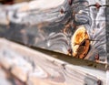 Close Up View of Weathered Wood Grain with Knots and Rusty Screws In Daylight Royalty Free Stock Photo
