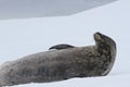 Close-up view of a Weddel seal laying on the snow