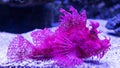 Close-up view of a pink Weedy Scorpionfish