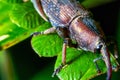 close up view of a weevil bug