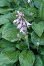 Close-up view on wet hosta flowers