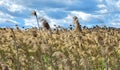 Close up view of wheat field against cloudy sky Royalty Free Stock Photo