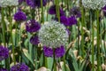 A close up view of a white Allium bloom with defocussed background in a park near Aylesbury, UK
