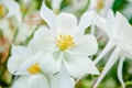 Close-up view of the white Aquilegia columbina flower. Selective focus, shallow depth of field