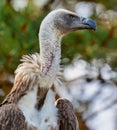 Close-up view of a White-backed vulture