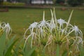 Close up view of Beach spider lily flower Royalty Free Stock Photo