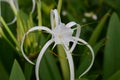 Close up view of Beach spider lily flower Royalty Free Stock Photo