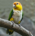 Close-up view of a White-bellied Parrot