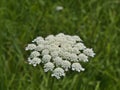 Close-up view of the white blossom of a daucus carota flower on a meadow with green grass in summer.