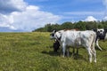 Close up view of  white brown cows on pasture.  Beautiful animals background. Royalty Free Stock Photo