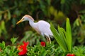 Close-up view of a white cattle egret hunting for food.