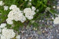 Close up view of white Common Yarrow wildflowers, also known as nosebleed plant