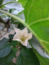 A close up view of white Datura flower