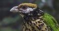 Close-up view of a White-eared catbird Royalty Free Stock Photo