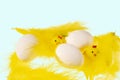 Close up view of white eggs and yellow feathers and chick figures isolated on blue background. Royalty Free Stock Photo