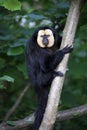 Close up view of white faced monkey Royalty Free Stock Photo