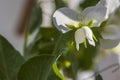 Close up view of white flower of green pea pod plant. Royalty Free Stock Photo