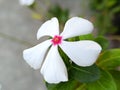Close-up view of the white flower has a red center with a blurred background.  Catharanthus roseus, White Madagascar periwinkle Royalty Free Stock Photo