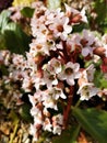 Garden Flowers - Bergenia Bressingham White