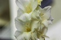 Close up view of white  gladiolus flower with rain drops. Royalty Free Stock Photo