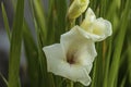 Close up view of white  gladiolus flower with rain drops. Royalty Free Stock Photo