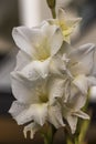 Close up view of white  gladiolus flower with rain drops. Royalty Free Stock Photo