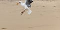 A Seagull In Flight Royalty Free Stock Photo