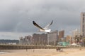 A Seagull In Flight Royalty Free Stock Photo