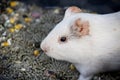 White hamster Royalty Free Stock Photo