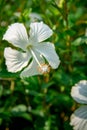 Close-up view of white hibiscus flowers in the garden Royalty Free Stock Photo