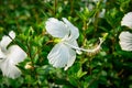 Close-up view of white hibiscus flowers in the garden Royalty Free Stock Photo