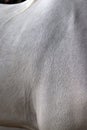 horse body detail