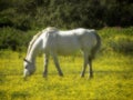 White horse in yellow Spring flowers. Royalty Free Stock Photo