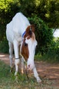 A close up view of white horse portrait