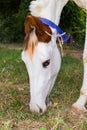 A close up view of white horse`s head