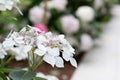 Close-up view of a white hydrangea flower Royalty Free Stock Photo