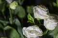 Beautiful white lisianthus flowers (Eustoma), close up view Royalty Free Stock Photo