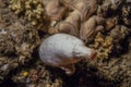 White marine sponge on the reef, macro underwater photography Royalty Free Stock Photo