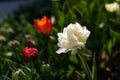 Close-up view of white and one red tulip in summer Royalty Free Stock Photo