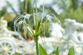 Close Up View White Ornamental Flower Of Beach Spider Lily Or Hymenocallis Littoralis In The Garden Royalty Free Stock Photo