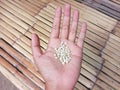 Close Up View of White Papaya Seeds on the Palm Over Bamboo Surface